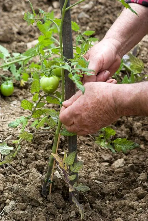 Attacher les tomates