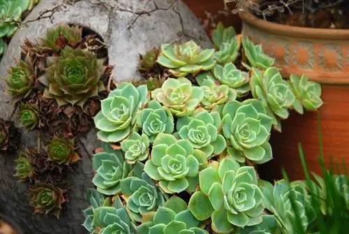 Houseleek in the garden : 6 ไอเดียปลูกต้นไม้สุดสร้างสรรค์ที่ต้องลอง