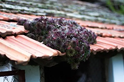 Planting houseleeks on roof tiles: creative ideas & instructions