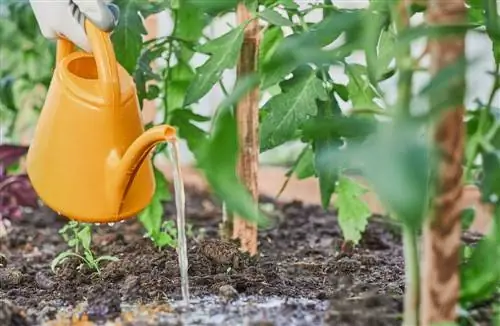 cura delle piante di pomodoro