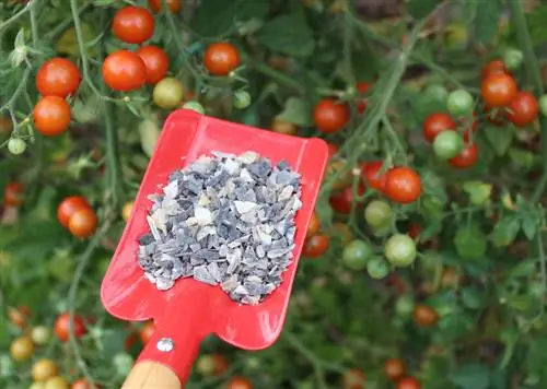 Tomaten bemesten: wanneer, hoe en waarmee voor optimale opbrengsten?