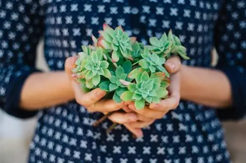 Propagar Sempervivum