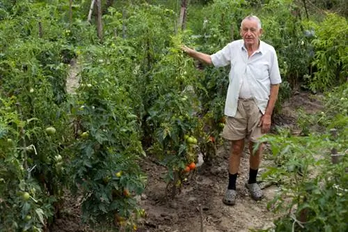 Pomôcka na šplhanie po paradajkách