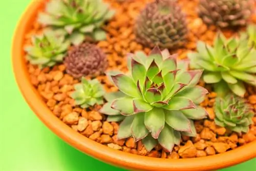 Sempervivum Toka