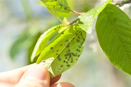 Chấy trên cây anh đào