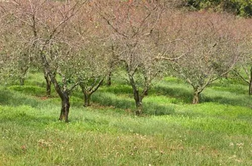 Attaque de champignon du cerisier