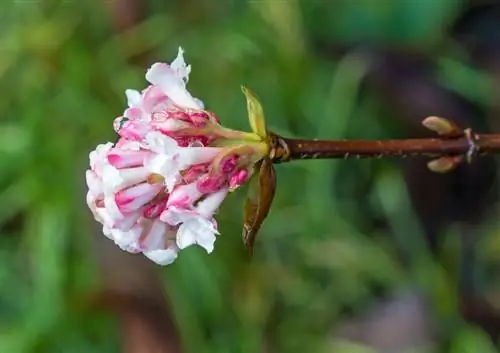 Téli viburnum metszés