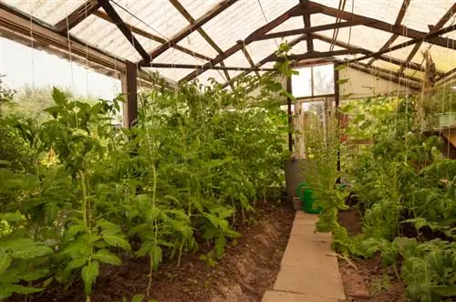 Techo de tomate como protección contra la lluvia