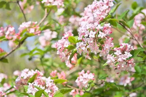 Bola de neu d'hivern: consells d'ubicació per a flors exuberants