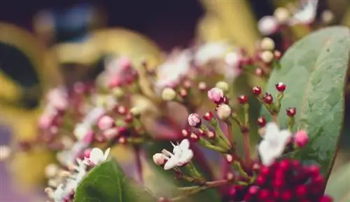 Danger dans le jardin : voici à quel point la boule de neige d'hiver est toxique