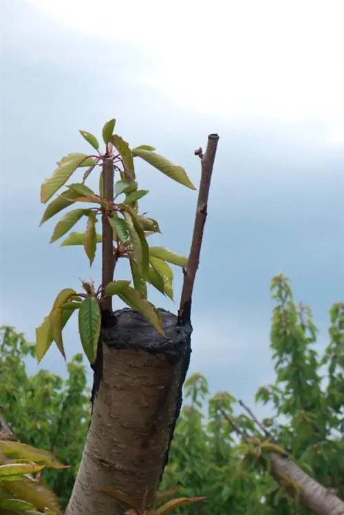 চেরি গাছ প্রচার করুন