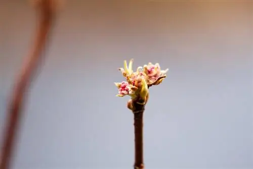 Esquejes de viburnum de invierno