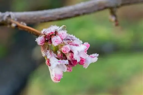 সুগন্ধি ভাইবার্নাম কখন ফোটে?