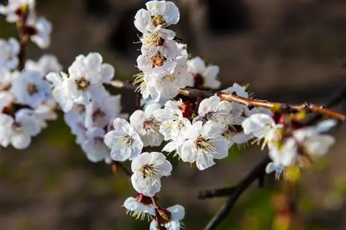 Pohon sakura yang melakukan penyerbukan sendiri: varietas & manfaatnya