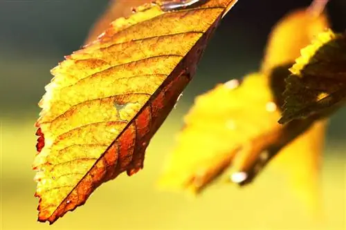 Daun kuning pokok ceri