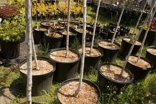 Plant een kersenboom in een pot