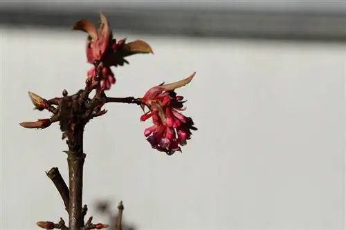 Plantar bolas de nieve perfumadas: ubicación, suelo y momento de plantación