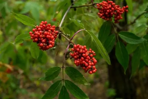 Bola de nieve de invierno con frutas.