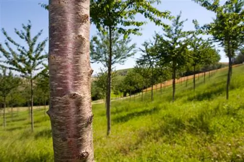 Corteza de cerezo: características, enfermedades y medidas de protección