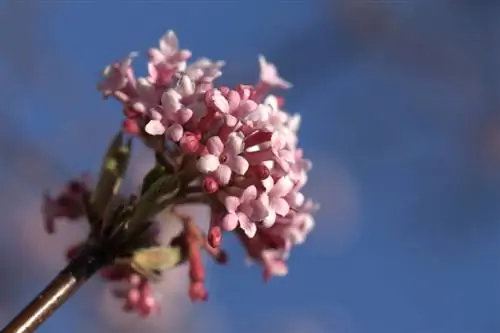 ویبرونوم زمستانی را کود دهید