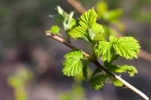 Growing raspberries in a pot: step-by-step instructions