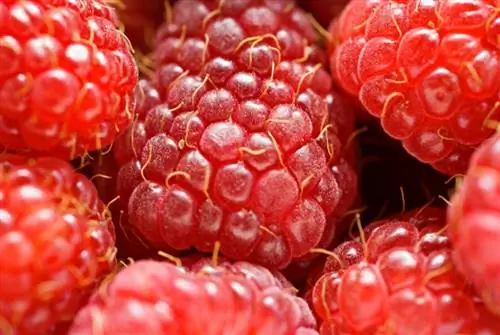 Autumn raspberries