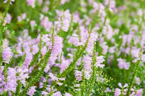 Flor articulada en el jardín: Cómo encontrar la ubicación perfecta