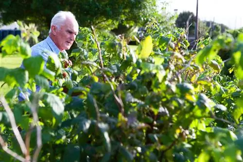 Frambose in die tuin