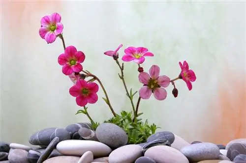 Planting Saxifraga Planting Saxifraga