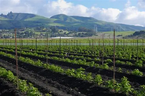 Trellises voor frambozen: verschillen en aanbevelingen