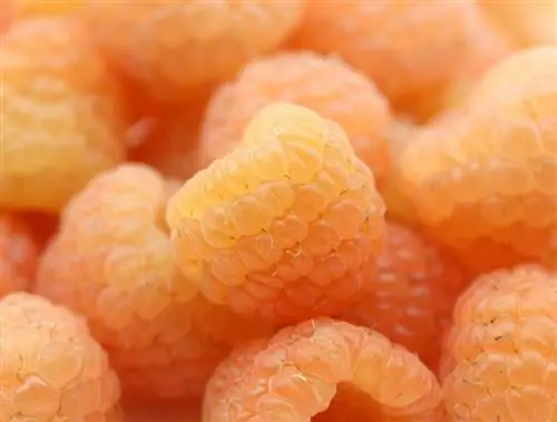 Yellow raspberries