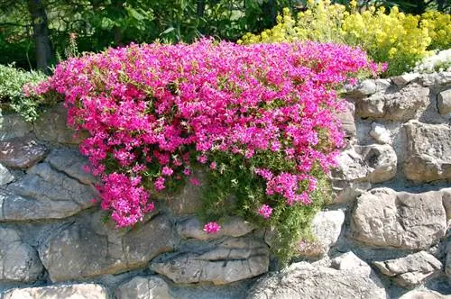 Φροντίδα Saxifrage: Όλα όσα πρέπει να γνωρίζετε