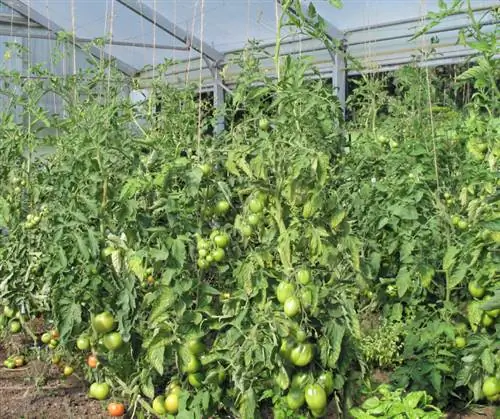 Localização do tomate