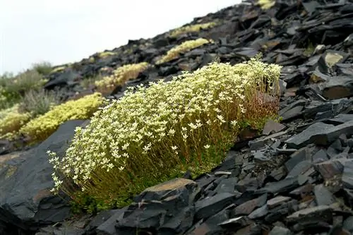 Saxifrage բույսեր. Ինչպե՞ս են նրանք գոյատևում ձմռանը: