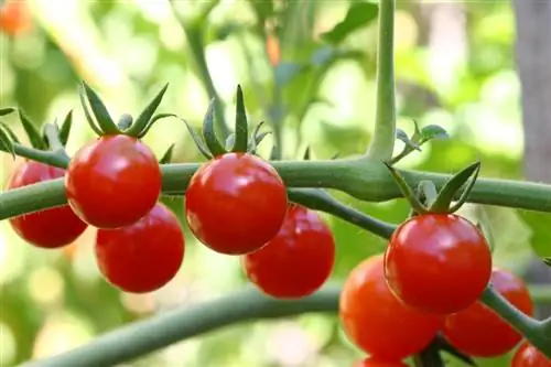 Wanneer moet je tomaten bemesten?