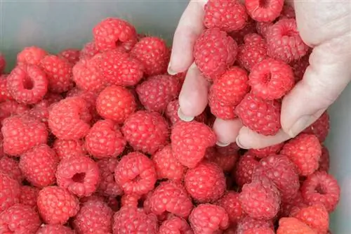 Harvest raspberries