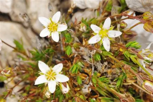 Hardy moss saxifrage: ለሮክ የአትክልት ስፍራዎች እና ግድግዳዎች ተስማሚ