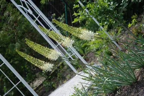 Planting Eremurus