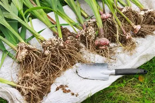 Excava bulbs de gladiol