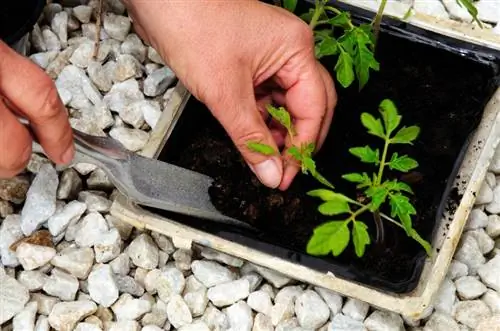 Vienkārša tomātu audzēšana: ceļš uz aromātiskiem augļiem