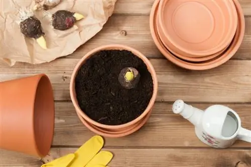 Gladioli in a pot