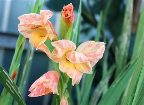 Gladiolus skadedjur