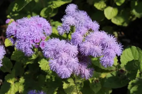 Kepenų balzamas ir sraigės: paradoksalus santykis