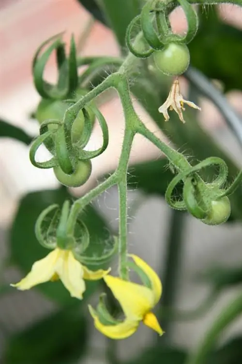 Fertilizar tomates: así funciona la polinización en invernadero