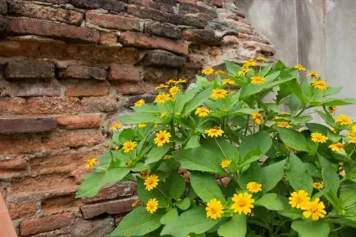 Chăm sóc bệnh Heliopsis