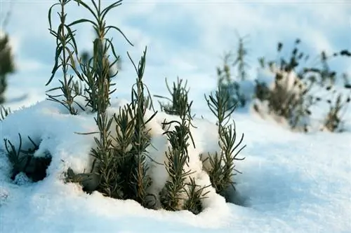 Vero gelo alla lavanda