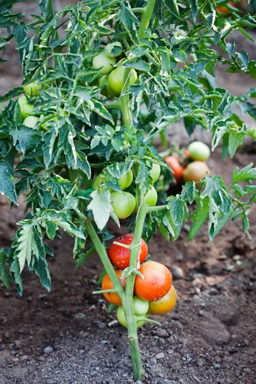 Tomaten correct breken: zo bevordert u de vruchtvorming