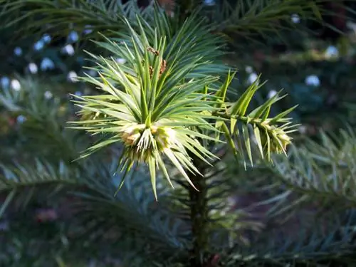 Graines de sapin des Andes