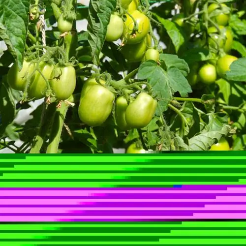 Cuidado óptimo para los tomates de monte: así es como funciona