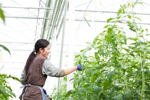 Tomaten ondersteunen: welke hekjes zijn het beste?